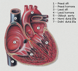 Očista krevní lymfy