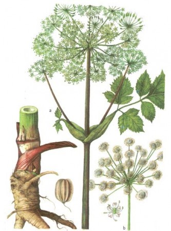 Andělika lékařská