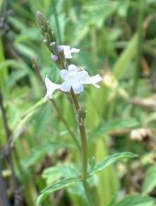 Sporýš lékařský